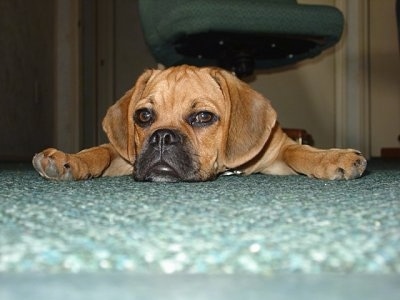 Close up view down low looking straight at the dog's head - A brown Puggle puppy is laying out on a carpet and there is a green computer chair behind it.