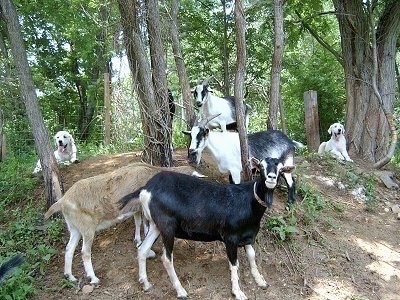 Two shaved Great Pyrenees dogs and five goats on a hill next to trees. A Great Pyrenees is laying in grass and another Great Pyrenees is laying under a tree. There are five goats in between both of them standing on a hill