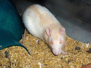 Close up view from the front - A white and tan Rat is laying in Hay and behind it is a plastic igloo. It is looking up.
