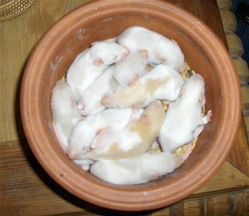 Close up - A mischief of Rats are sleeping in a clay pot.