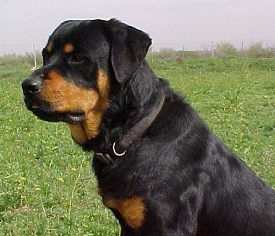 roman rottweiler puppies for sale