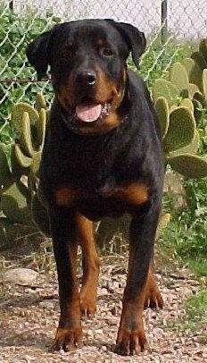 roman rottweiler puppies for sale