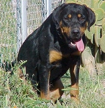 rottweiler biggest size