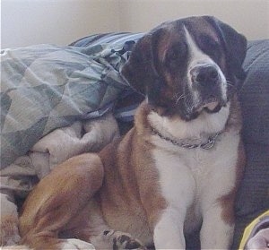 Front side view - A shorthaired, brown with white and black Saint Bernard is sitting against the back of a couch, it is looking forward and its head is slightly tilted to the left.
