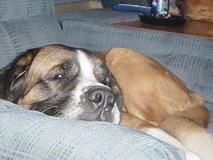 A brown with white and black Saint Bernard dog is laying across a blue recliner.