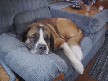 A brown with white and black Saint Bernard is sleeping across a blue recliner.