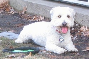 Front side view - An apricot Schnoodle dog is laying across a dirt surface and to the left of it is a sliding door. Its mouth is open, its tongue is out and it is looking forward.