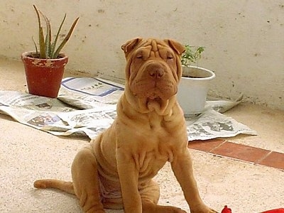 A wrinkly tan Chinese Shar-Pei puppy is sitting on a porch and it is looking forward. There are two potted plants behind it. The dog has a big head with small slanty eyes and small v-shaped ears. It has a brown nose.