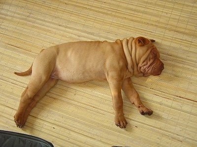 Top down view of a thick, wrinkly tan Chinese Shar-Pei puppy that is sleeping on its left side and it is facing the right.