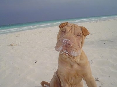 A wrinkly tan Chinese Shar-Pei puppy with a very big head and small ears is sitting on beach sand, its head is tilted to the right and it has snow all over its muzzle. It has small eyes and a big brown nose.