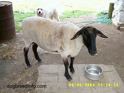 A shaved Lamb is standing in front of a silver bowl. There is a white Great Pyrenees in front of a barn behind her. The dog's mouth is open and his tongue is out