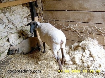 A shaved lamb is standing in a barn. A Baby Lamb is laying against a wall. All of the wool is in a pile next to them