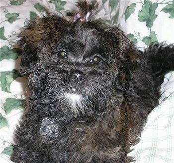 Close up - A black with white Shih-Poo puppy is laying on a blanket, it has a purple bow in its hair that is sticking up.