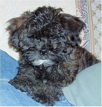A fluffy black with white Shih-Poo puppy is laying on top of a persons lap.