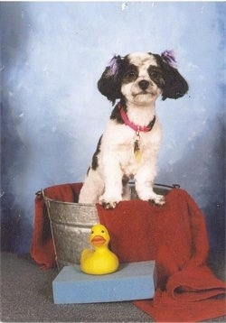 A shaved black and white Shih-Poo with bows in its hair is standing up agasint the side of a small metal wash tub and it is looking forward.