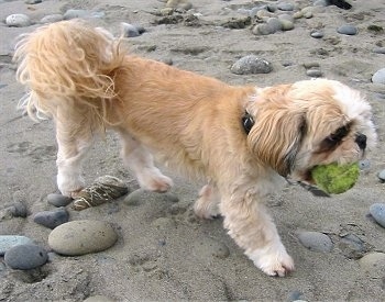 Side view - a tan with white Shih Tzu dog is walking across a sandy beach with smooth stones on it towards the right. It has a green tennis ball in its mouth.