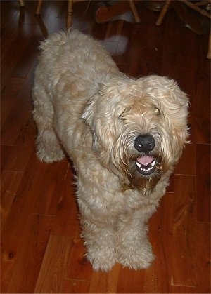 Front view - A tan with brown Soft Coated Wheaten Terrier dog is standing across a hardwood floor, it is looking up, its mouth is open and it looks like it is smiling. It has a big black nose and wavy soft fur.