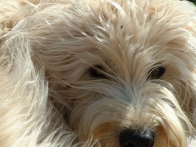 Close up - The face of a tan Soft Coated Wheaten Terrier dog with long blonde hair and a black nose.