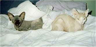 Cassy the black hairless Sphynx cat and Gabby the peach hairless Sphynx cat are sleeping together on a bed