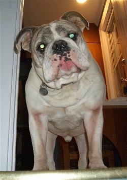 Close up - Spike the Bulldog is standing at the top of a staircase, he is looking forward and his head is slightly tilted to the left. He has a very wide chest and a big head.