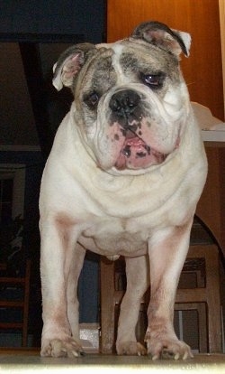 Close up - Spike the Bulldog is standing in a kitchen, it is looking forward and his big head is slightly tilted to the left. He has big paws