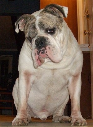 Close up - Spike the Bulldog is sitting on a carpeted floor, he is looking down and to the left. He has a very wide chest and a big head and extra skin.