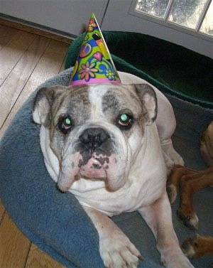 Close up - Spike the Bulldog is laying in a dog bed, he is wearing a birthday hat and he is looking forward. He is white with a brown brindle symmetrical pattern around each eye.