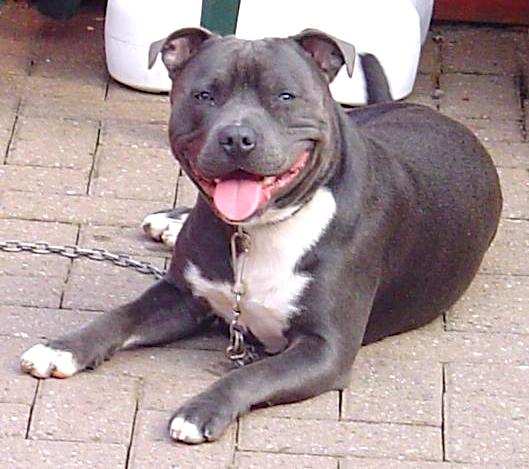 is the staffordshire bull terrier a descendant of the bulldog