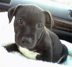 staffy puppy black and white