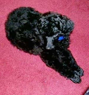 A black Standard Poodle puppy laying across a red carpet looking down and forward.