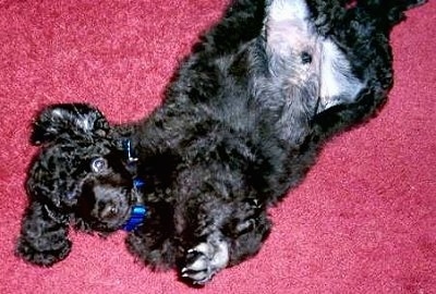 A shiny, black Standard Poodle puppy laying on its back and it is looking up.