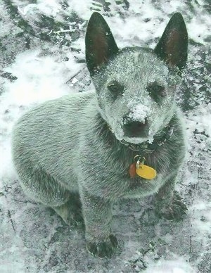 Top down view of a white with gray and black Australian Stumpy Tail Cattle Dog puppy that is sitting on a snowy surface, it is covered in snow and it is looking up. It has wide set perk ears.