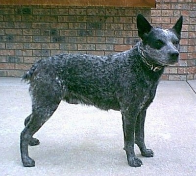 australian stumpy tail cattle dog is a mixed breed