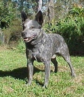 The front left side of a gray, black and white Australian Stumpy Tail Cattle Dog that is looking to the left, its mouth is open and its tongue is sticking out.