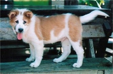 The left side of a red and white Thai Bangkaew puppy that is standing across a wooden bench. It is looking forward, its mouth is open and its tongue is sticking out.
