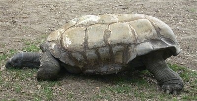 The left side of a Galapagos Tortoise that is standing in patchy grass