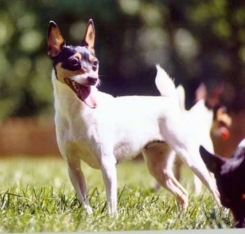 Side view A white with black and tan Toy Fox Terrier is standing across a grass surface, it is looking to the right, its mouth is open and its tongue is sticking out. There is a Toy Fox Terrier sniffing the ground across from it. The dog has large perk ears.