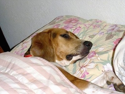 A white, brown and black Treeing Walker Coonhound dog laying on a bed, its head is on a pillow and there is a blanket covering it. The dog has a long muzzle and a black nose.