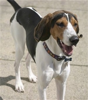 Close up front side view - A white and black with brown Treeing Walker Coonhound is standing across a sidewalk surface and it is looking to the right, its mouth is open and it looks like it is smiling.