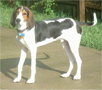 The left side of a tall, shiny-coated, black and white with brown Treeing Walker Coonhound dog walking across a sidewalk looking forward.