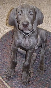 Weimaraner Puppy Growth Chart