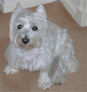 Top down view of a West Highland White Terrier that is sitting on a carpeted floor and it is looking up. It has a very soft white coat, round dark eyes, a dark nose and small perk ears.