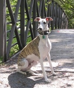 A white with brindle Whippet is sitting at the beginning of a bridge and it is looking forward. The dog is skinny with long front legs and ears that stick out to the sides with a skinny snout.