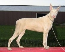A White Doberman Pinscher is standing on a red beam and looking forward with a building behind it