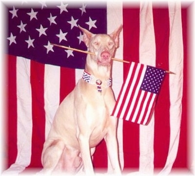 Frost the White Doberman Pinscher dog is sitting in front of a large wall mounted American Flag with an American Flag in its mouth