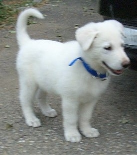 The front right side of an American White Shepherd Puppy that is standing across a driveway. There is a car headlight behind it.