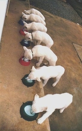 A Litter of seven American White Shepherd puppies all lined up eating out of there own dog bowls