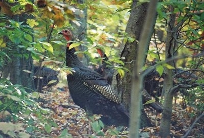 A Wild Turkey are standing in a wooded area and they are looking to the left. There are many turkeys behind it.