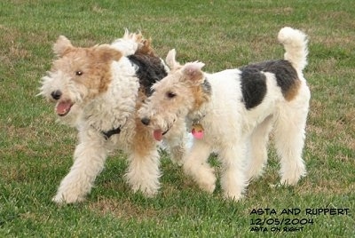 what does a wire fox terrier look like