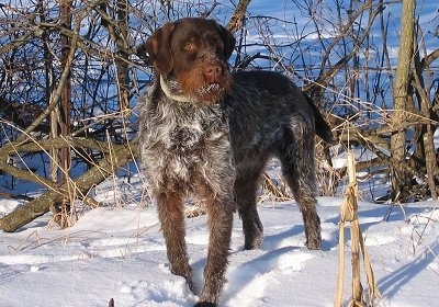 Wirehaired Pointing Griffon Dog Breed Information and Pictures